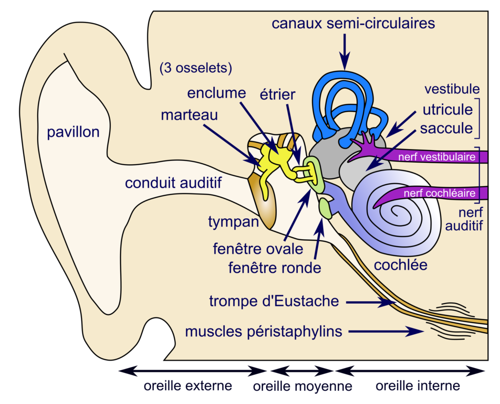 Oreille Divelib